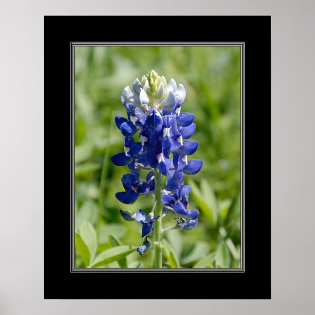 Affiches Fleur Blubonnet Texas 16x20 (Devant)
