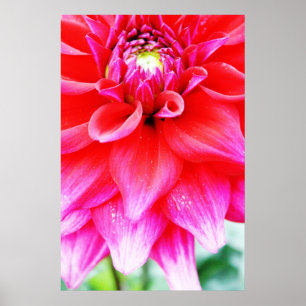 Affiches Fleur brillante