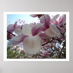 Affiches Fleur Cherry Blossom