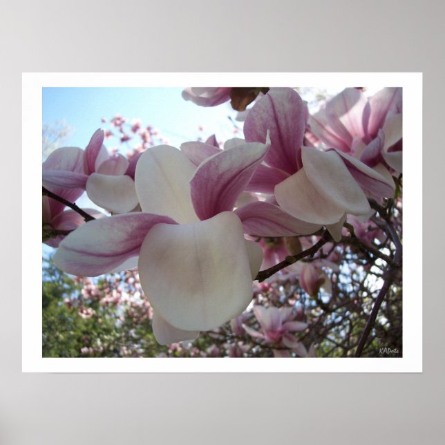 Affiches Fleur Cherry Blossom (Devant)