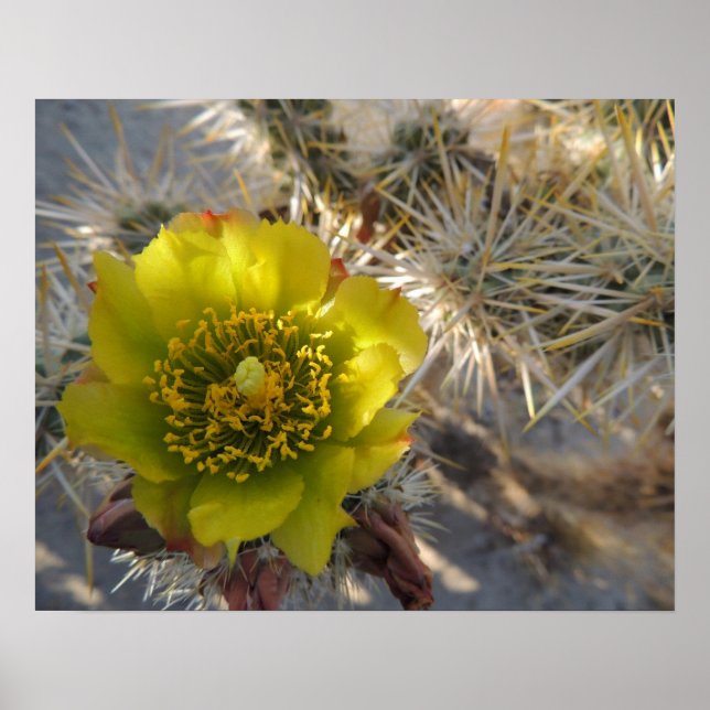 Affiches Fleur Cholla Cactus (Devant)