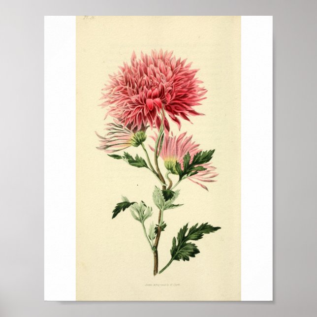 Affiches Fleur Chrysanthème rose vintage (Devant)