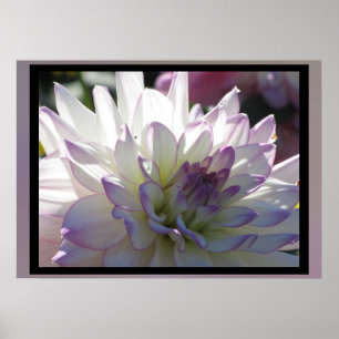Affiches Fleur Dahlia Violet Blanc