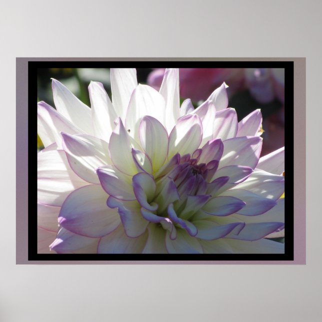 Affiches Fleur Dahlia Violet Blanc (Devant)