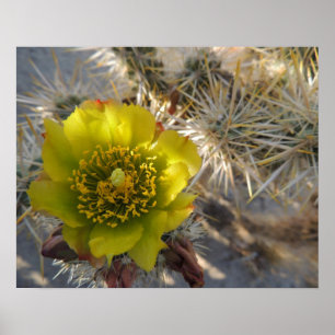 Affiches Fleur de cactus de Cholla