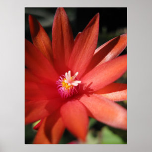 Affiches Fleur de cactus de Noël rouge