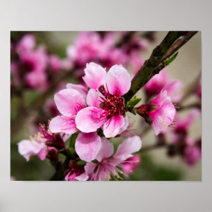 Affiches Fleur de cerise