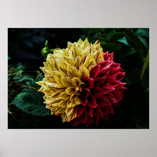 Affiches Fleur de dahlia (Devant)