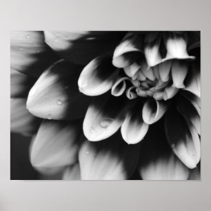 Affiches Fleur de Dahlia noir et blanc