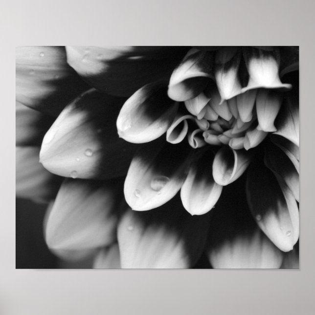 Affiches Fleur de Dahlia noir et blanc (Devant)