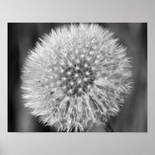 Affiches Fleur De Dandelion Blanc Fluffeux En Noir Et Blanc