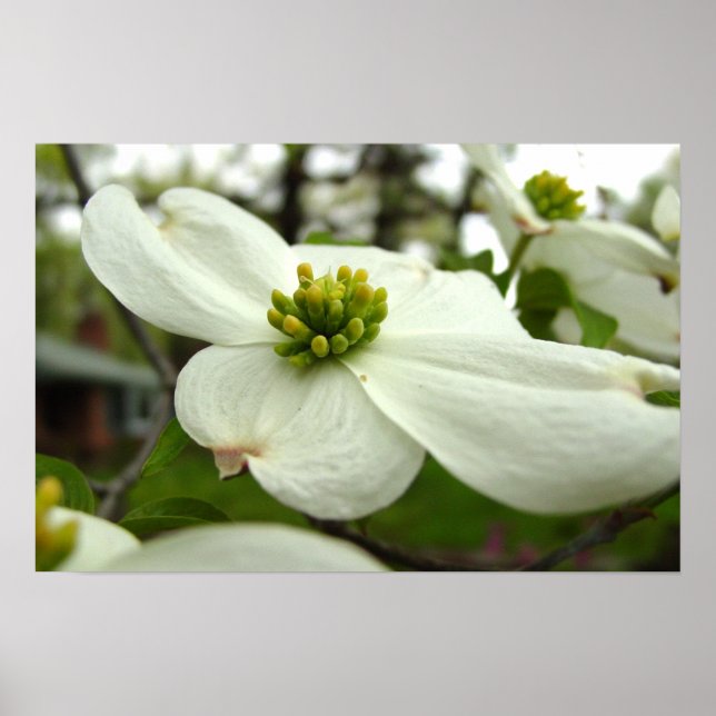 Affiches Fleur de Dogwood Blanc (Devant)