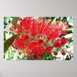 Affiches Fleur de fond Rouge Tropical Floral