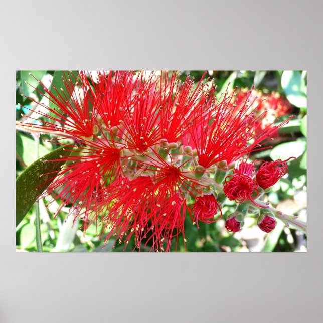 Affiches Fleur de fond Rouge Tropical Floral (Devant)