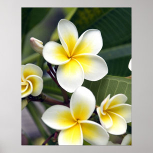Affiches Fleur de frangipanier Îles Cook
