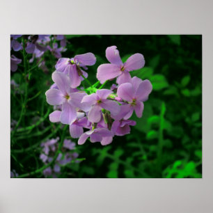 Affiches Fleur de fusées de Dame