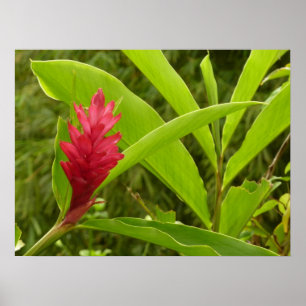 Affiches Fleur de gingembre rouge (Alpinia) tropicale