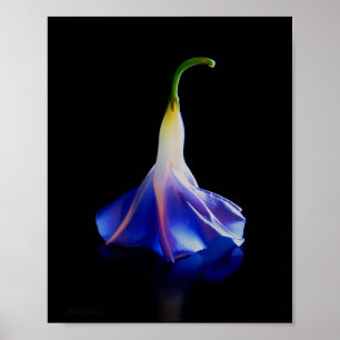 Affiches Fleur de gloire du matin 2