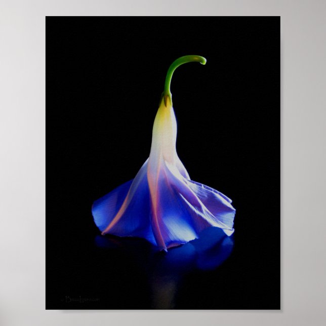 Affiches Fleur de gloire du matin 2 (Devant)