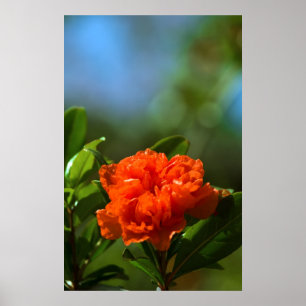 Affiches Fleur de grenade
