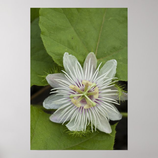 Affiches Fleur de la passion des Galapagos Passiflora foeti (Devant)