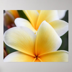 Affiches Fleur de la Plumeria jaune Frangipani Design flora