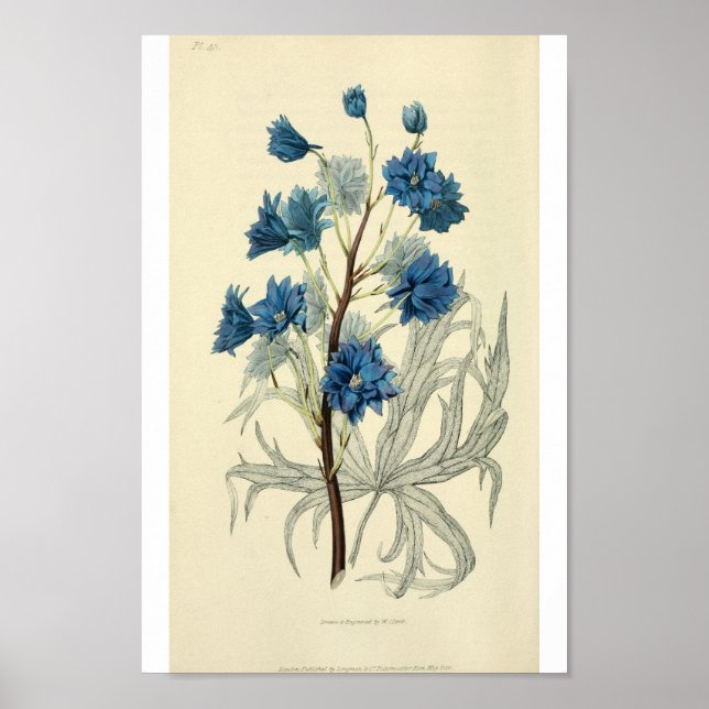 Affiches Fleur de Larkspur bleu vintage (Devant)