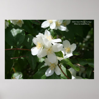 Affiches Fleur de l'État de l'Idaho : Syringa