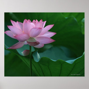Affiches Fleur de Lotus