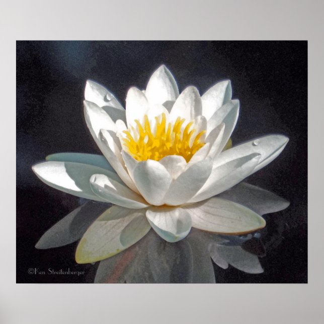 AFFICHES FLEUR DE LOTUS BLANC ET REFLET (Devant)