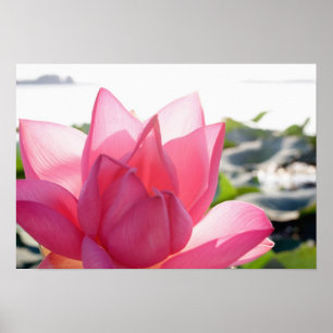 Affiches Fleur de lotus [Nelumbo speciosum] en pleine