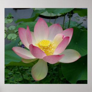 Affiches Fleur de Lotus Sacrée Nelumbo Nucifera