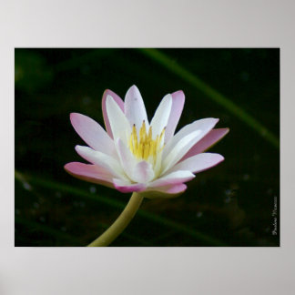 Affiches Fleur de lys d'eau rose, jusqu'à 24" x 18" Photo
