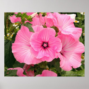 Affiches Fleur de Mallow annuelle méditerranéenne. Lavatera