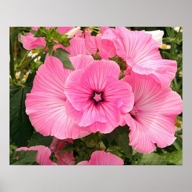 Affiches Fleur de Mallow annuelle méditerranéenne. Lavatera (Devant)