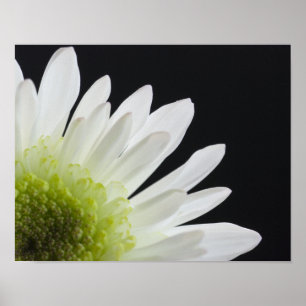 Affiches Fleur de Marguerite sur Fond Noir
