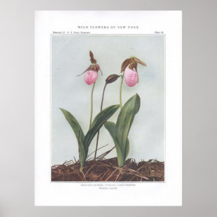 Affiches Fleur de mocassin ; Dame-Pantoufle acaule