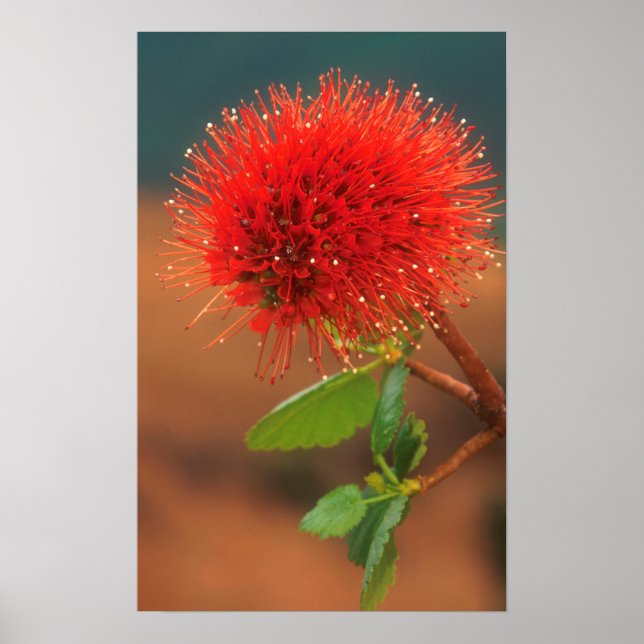 Affiches Fleur de Natal Bottlebrush (Greyia Sutherlandii) (Devant)