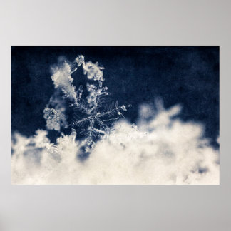Affiches Fleur de neige