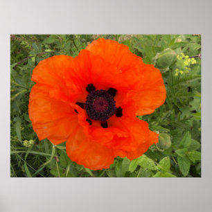 Affiches Fleur de pavot