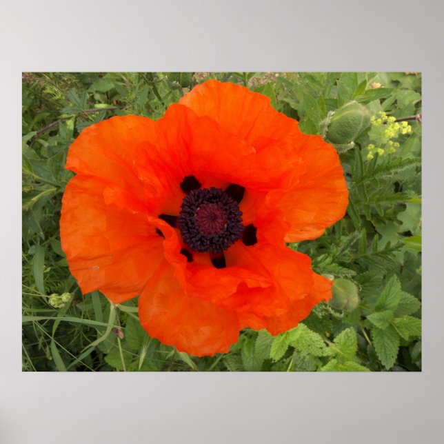 Affiches Fleur de pavot (Devant)