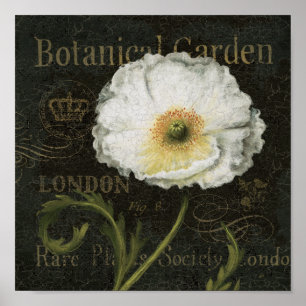 Affiches Fleur de pavot cultivé