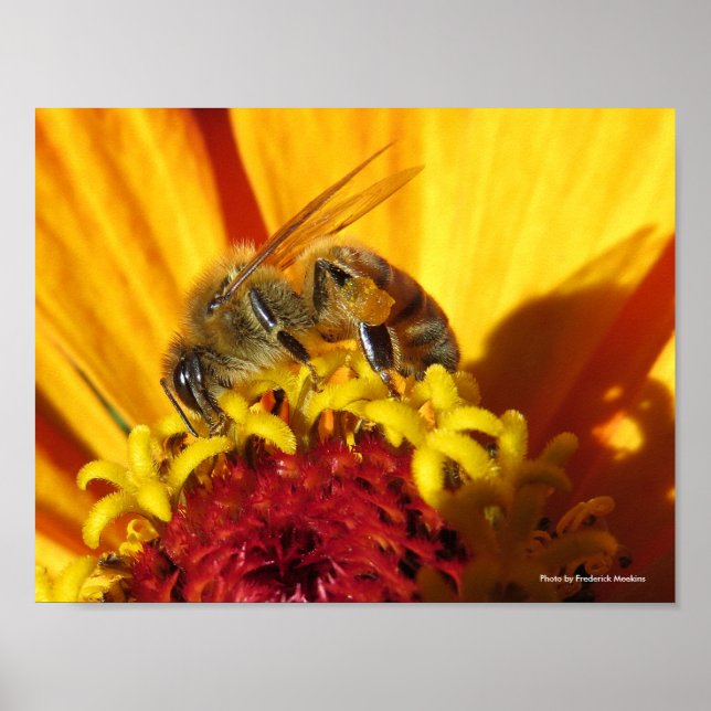 Affiches Fleur de pollinisation des abeilles (Devant)