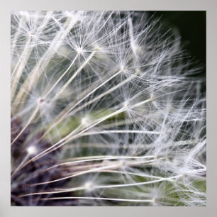 Affiches Fleur de pustère