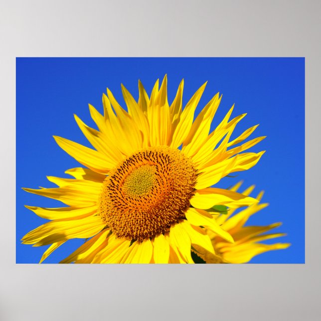 Affiches Fleur de soleil (Devant)