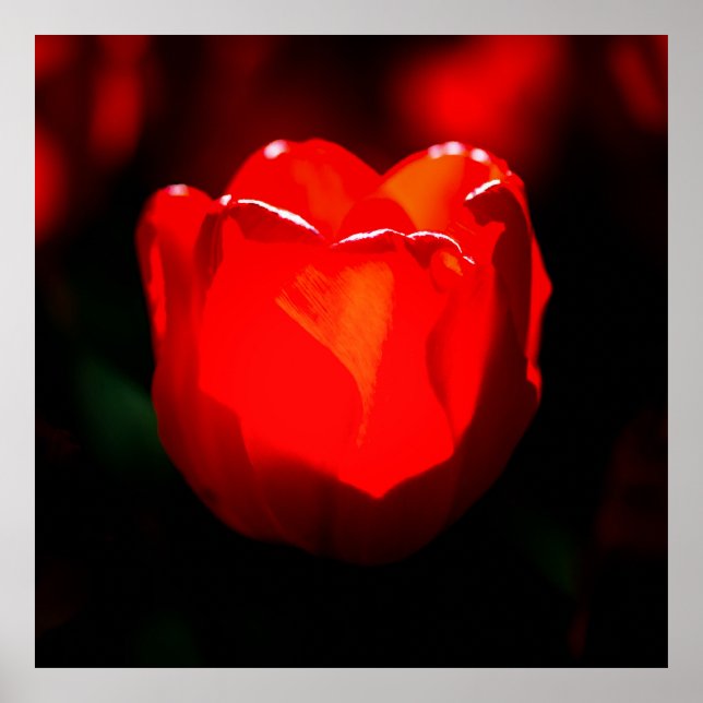 Affiches Fleur de tulipe rouge - Feu (Devant)