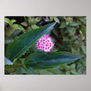 Affiches Fleur d'été rose