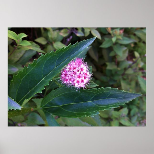 Affiches Fleur d'été rose (Devant)