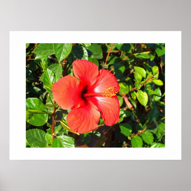 Affiches Fleur d'Hibiscus (Devant)