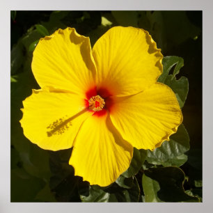 Affiches Fleur d'Hibiscus jaune